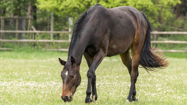 Understanding Laminitis