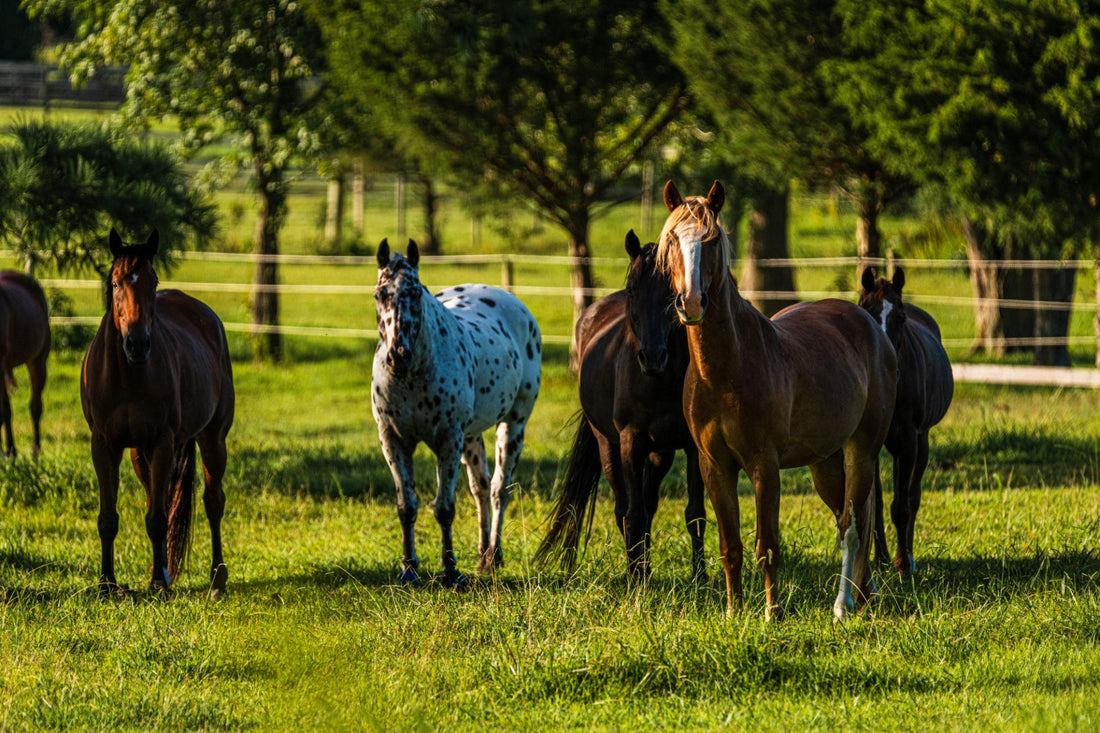 Friends, Forage and Freedom