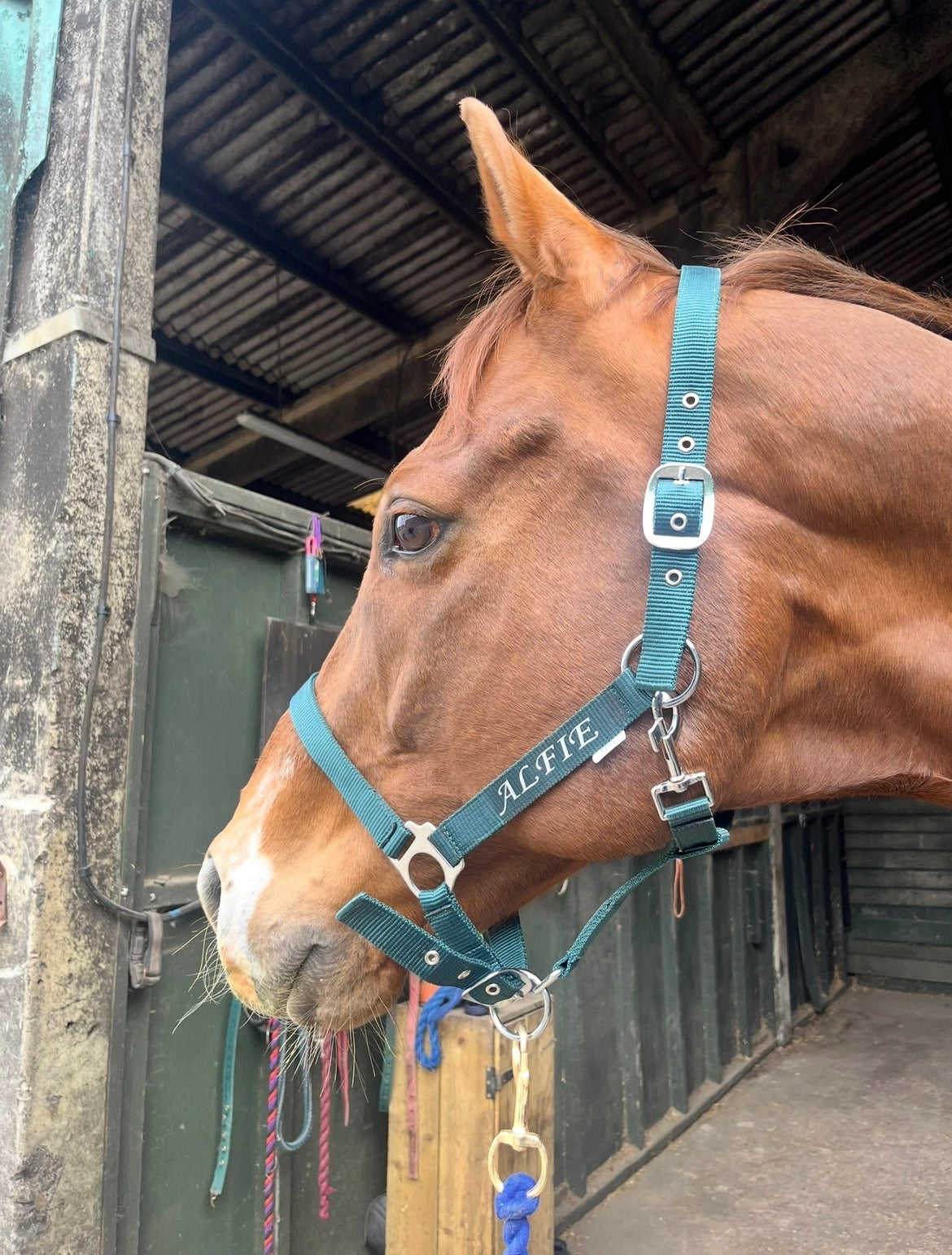 Horse Wear