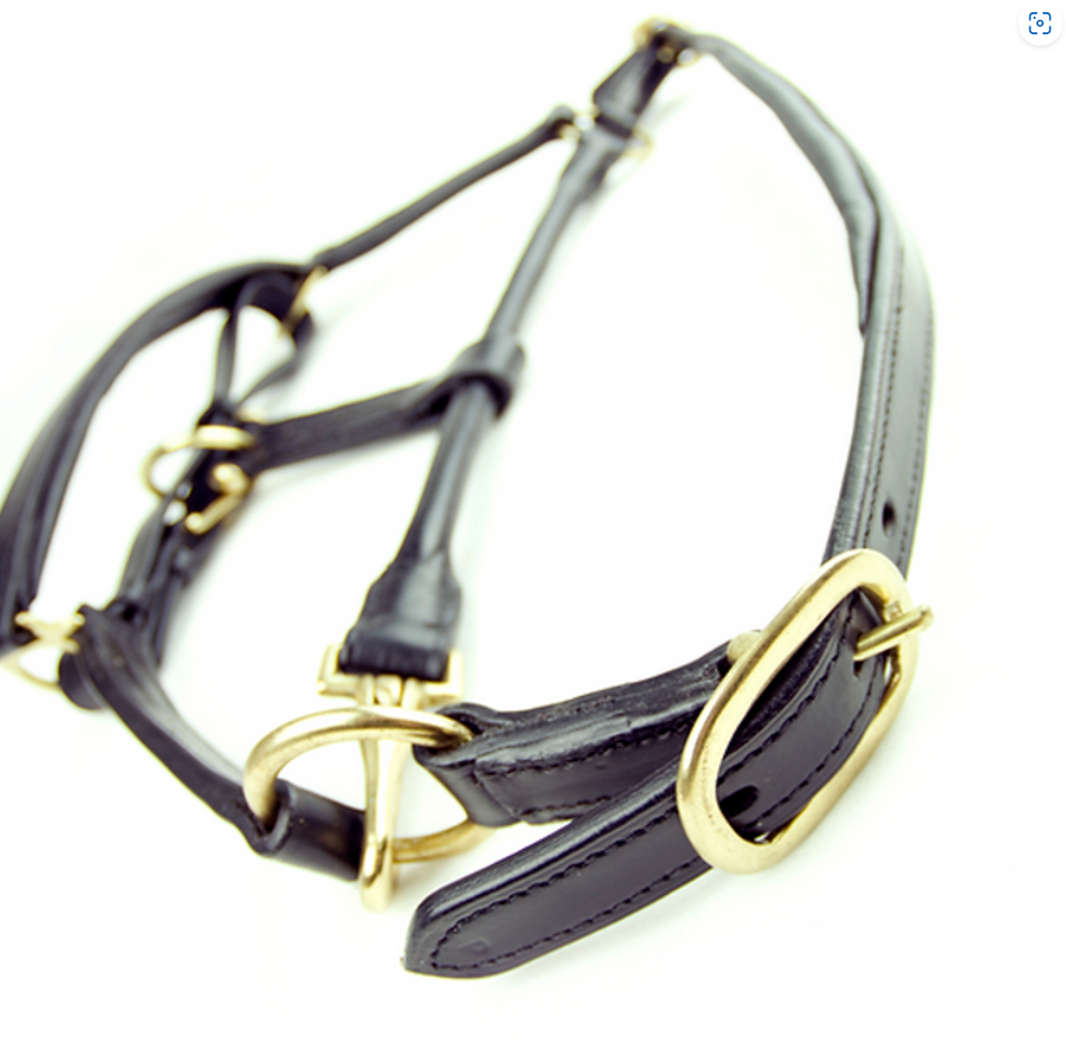 Ascot Padded Leather Headcollar