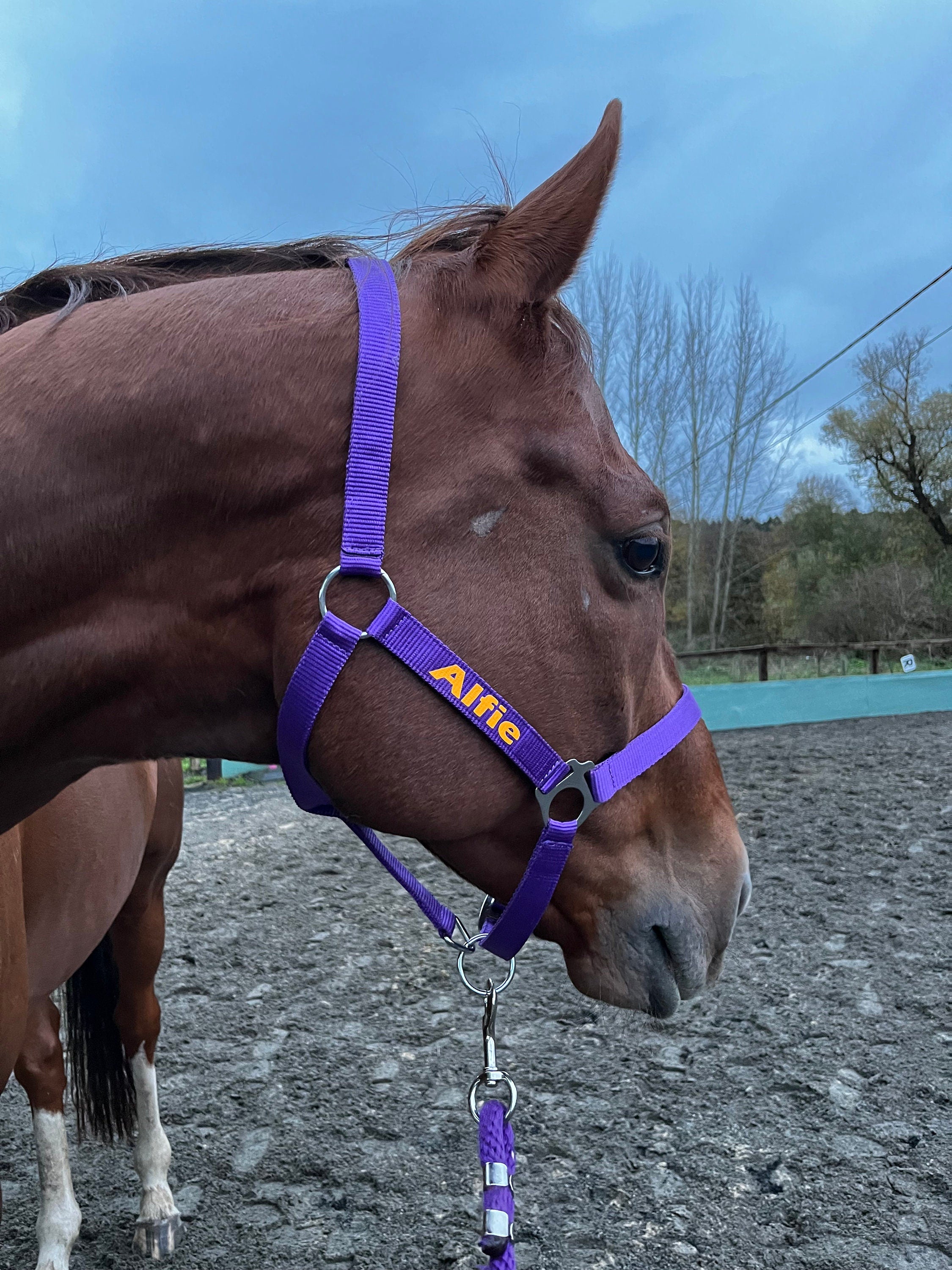 Personalised Horse Headcollar: Equestrian Halter, Custom Name