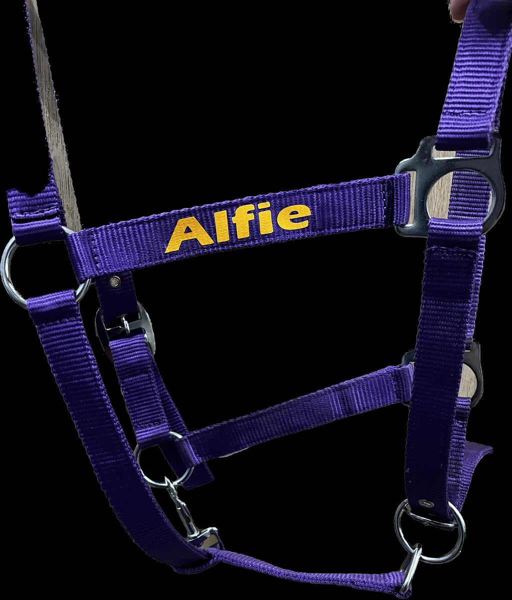 Personalised Horse Headcollar: Equestrian Halter, Custom Name
