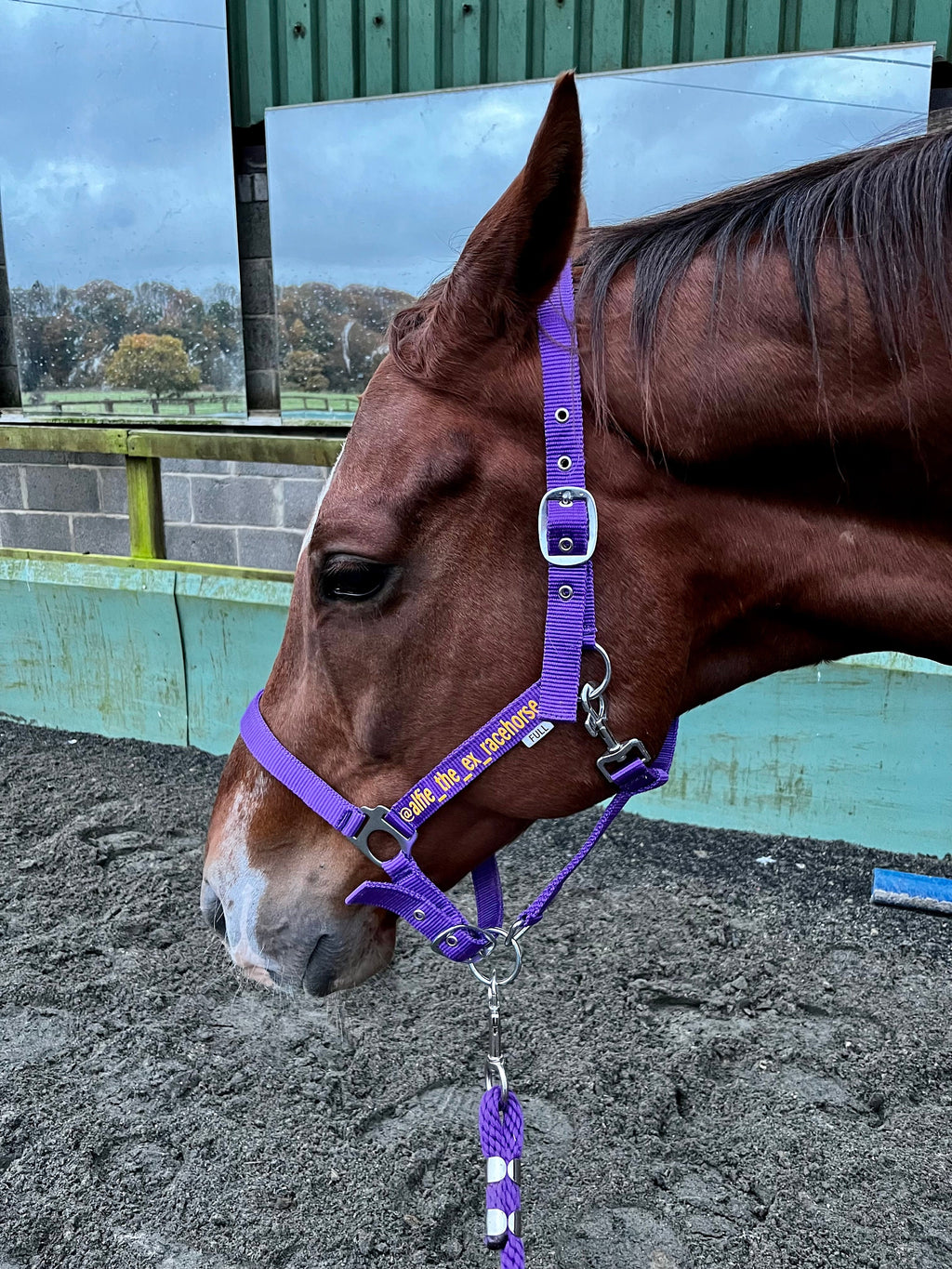 Personalised Horse Headcollar: Equestrian Halter, Custom Name